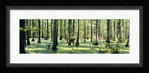 Framed Cypress trees in a forest, Shawnee National Forest, Illinois, USA Print
