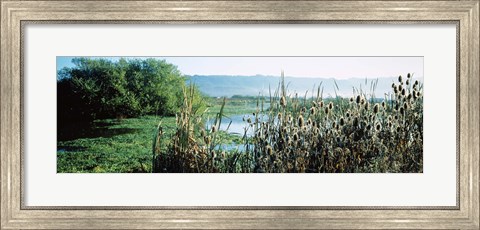 Framed Plants in a marsh, Arcata Marsh, Arcata, Humboldt County, California, USA Print