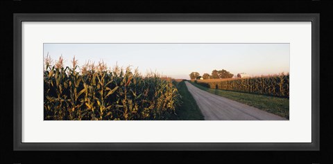Framed Dirt road passing through fields, Illinois, USA Print