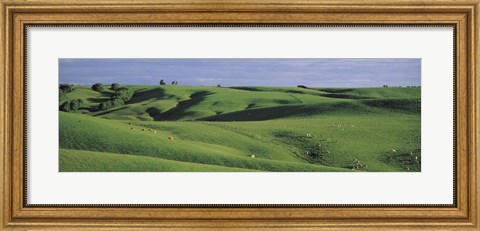 Framed Sheep grazing, Southland New Zealand Print
