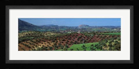 Framed Olive Groves Andalucia Spain Print