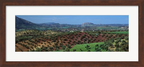 Framed Olive Groves Andalucia Spain Print