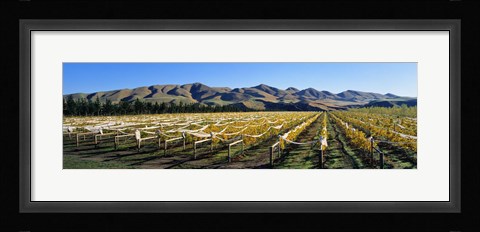 Framed Vineyards N Canterbury New Zealand Print