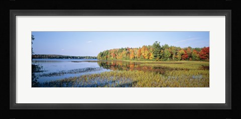 Framed Trees in a forest at the lakeside, Ontario, Canada Print