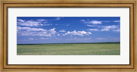 Framed Herd of Bison on prairie Cheyenne WY USA Print