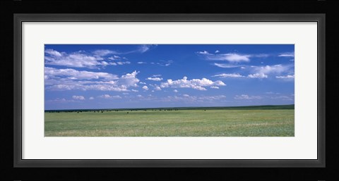 Framed Herd of Bison on prairie Cheyenne WY USA Print