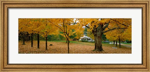 Framed Autumn, Muskoka, Canada Print