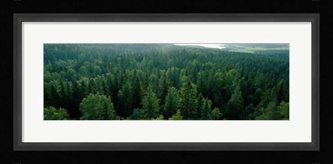 Framed Finland, Aulanko, Scandinavian Forest Print