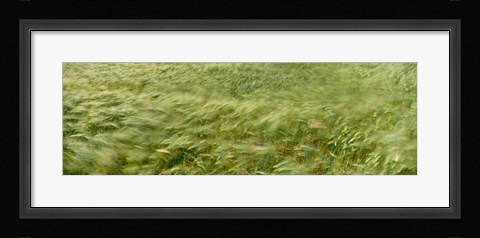 Framed Grain Field In Wind, (Near Lorelei,) Germany Print