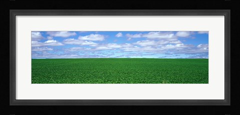 Framed Bush Bean Field, Mcminnville, Oregon, USA Print