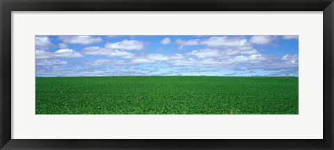 Framed Bush Bean Field, Mcminnville, Oregon, USA Print