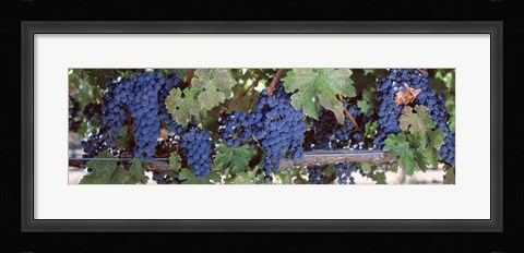 Framed USA, California, Napa Valley, grapes Print
