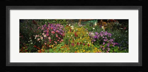 Framed Close-up of flowers, Muren, Switzerland Print
