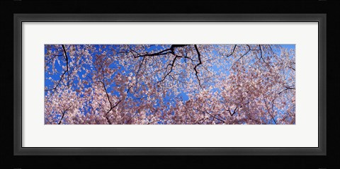 Framed Low angle view of cherry blossom trees, Washington State, USA Print
