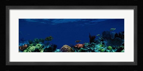 Framed Underwater Print