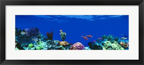 Framed Underwater, Caribbean Sea Print