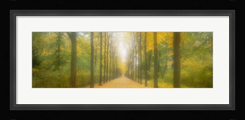 Framed Path Schwetzingen Germany Print