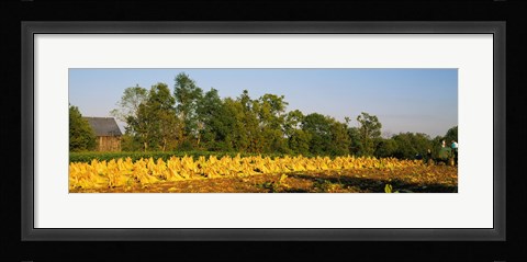 Framed Tractor in a tobacco field, Winchester, Kentucky, USA Print