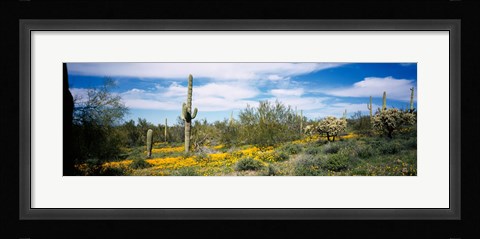 Framed Poppies and cactus on a landscape, Organ Pipe Cactus National Monument, Arizona, USA Print