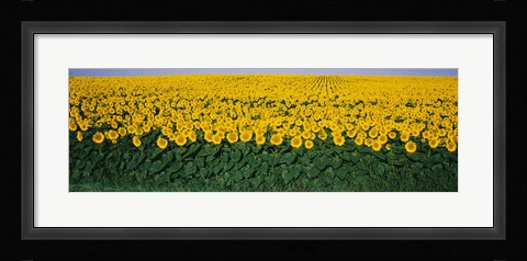 Framed Sunflower Field, Maryland, USA Print