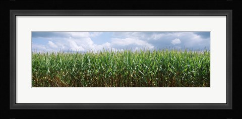 Framed Clouds over a corn field, Christian County, Illinois, USA Print