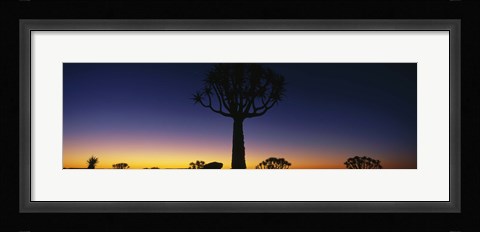 Framed Africa, Namibia, Kokerboom Preserve, Quiver Tree Print