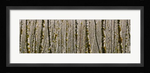 Framed Trees in the forest, Red Alder Tree, Olympic National Park, Washington State, USA Print