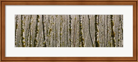 Framed Trees in the forest, Red Alder Tree, Olympic National Park, Washington State, USA Print