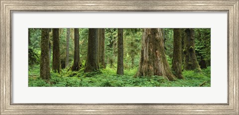 Framed Trees in a rainforest, Hoh Rainforest, Olympic National Park, Washington State, USA Print