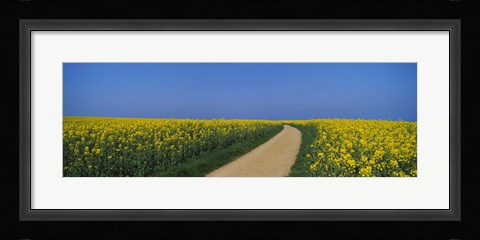 Framed Dirt road running through an oilseed rape field, Germany Print