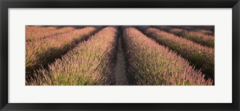 Framed Rows Lavender Field, Pays De Sault Provence, France Print
