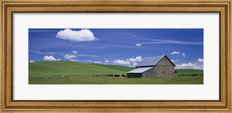 Framed Cows and a barn in a wheat field, Washington State, USA Print