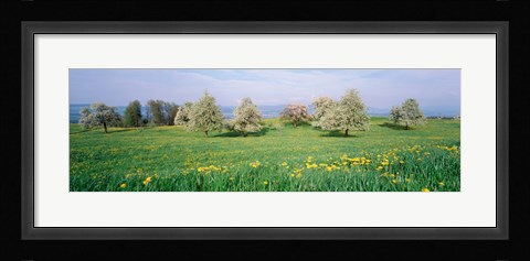 Framed Peartrees Fields Aargau Switzerland Print