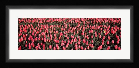 Framed Tulips, Noordbeemster, Netherlands Print