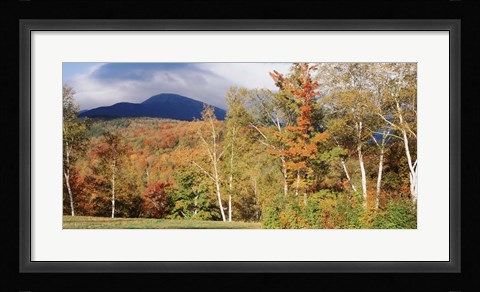 Framed Trees on a field in front of a mountain, Mount Washington, White Mountain National Forest, Bartlett, New Hampshire, USA Print