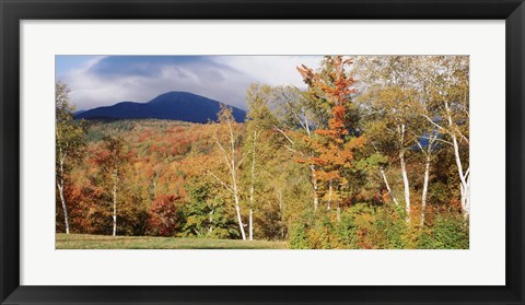 Framed Trees on a field in front of a mountain, Mount Washington, White Mountain National Forest, Bartlett, New Hampshire, USA Print