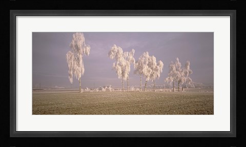 Framed Birch Trees w\ rime Switzerland Print