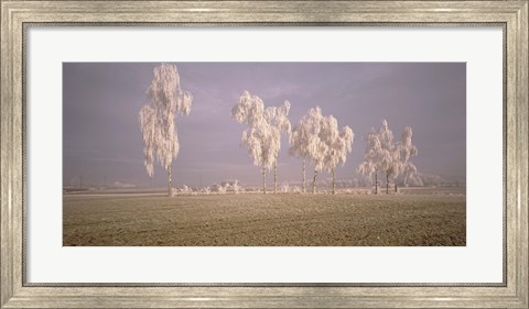 Framed Birch Trees w\ rime Switzerland Print