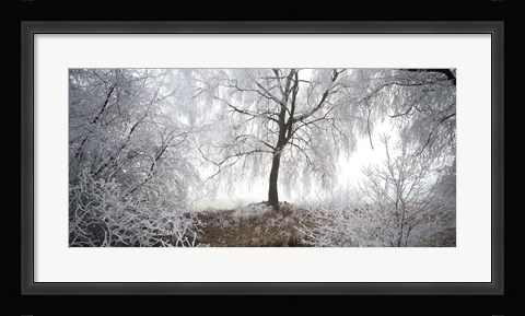 Framed Birch trees covered with snow, Switzerland Print