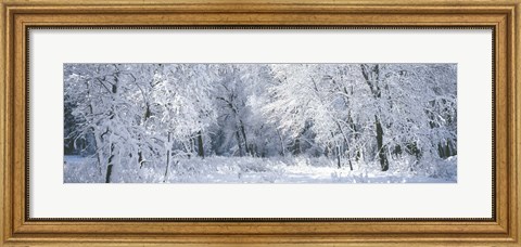Framed Winter, Forest, Yosemite National Park, California, USA Print