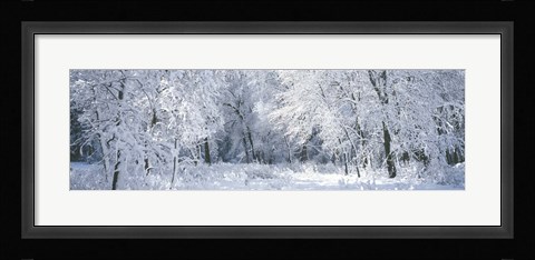 Framed Winter, Forest, Yosemite National Park, California, USA Print