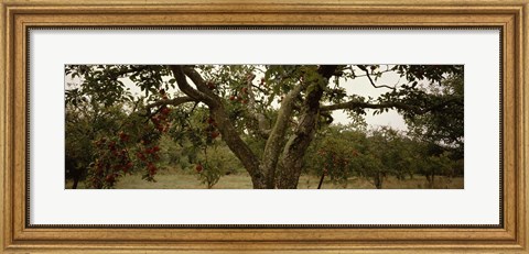 Framed Apple trees in an orchard, Sebastopol, Sonoma County, California, USA Print