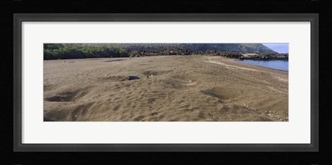 Framed Green turtles nesting at a coast, Isabela Island, Galapagos Islands, Ecuador Print