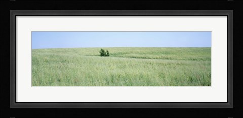 Framed Grass on a field, Prairie Grass, Iowa, USA Print