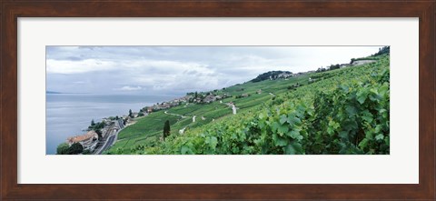Framed Vineyard on a hillside in front of a lake, Lake Geneva, Rivaz, Vaud, Switzerland Print