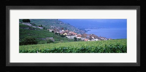 Framed Vineyards, Rivaz, Switzerland Print