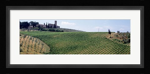 Framed Vineyards and Olive Grove outside San Gimignano Tuscany Italy Print