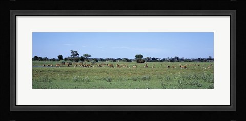 Framed Red Lechwee Moremi Game Reserve Botswana Africa Print