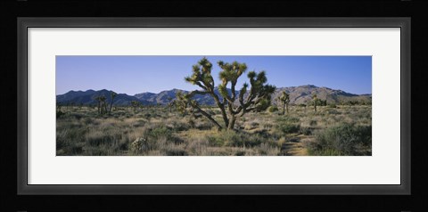 Framed Joshua trees on a landscape, Joshua Tree National Monument, California, USA Print