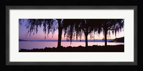 Framed Weeping Willows, Lake Geneva, St Saphorin, Switzerland Print